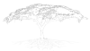 Family Tree